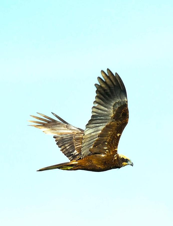 Red Earth Kabini Begūr Екстериор снимка