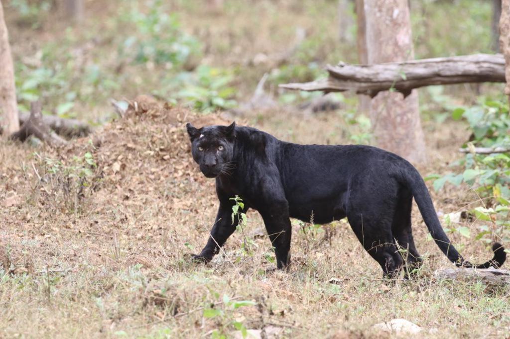 Red Earth Kabini Begūr Екстериор снимка