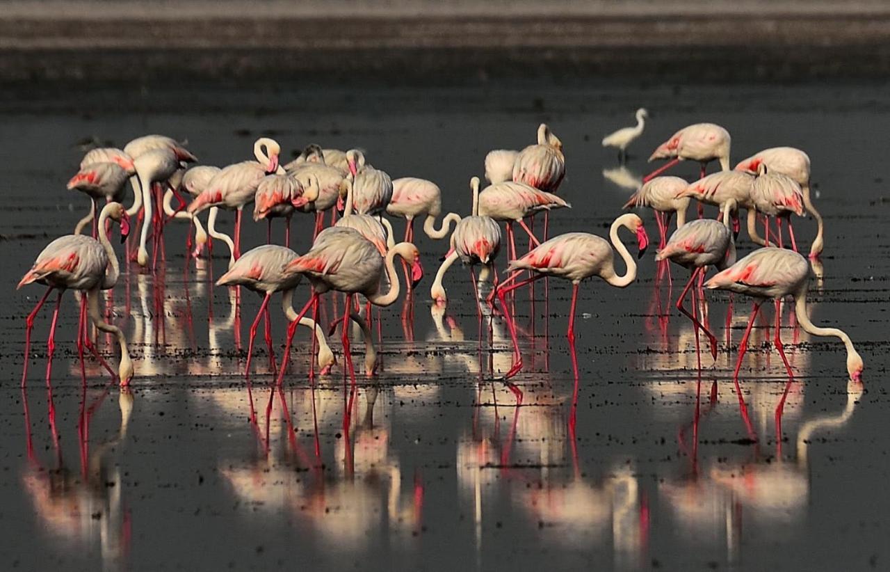 Red Earth Kabini Begūr Екстериор снимка